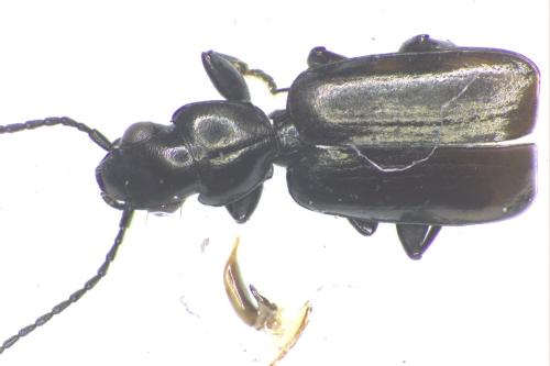 Réf. 350 426 : Microlestes minutulus